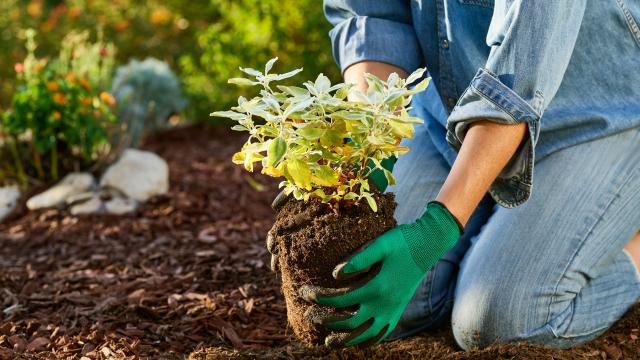 Person planting a small plant in the ground