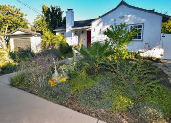 Drought tolerate front yard