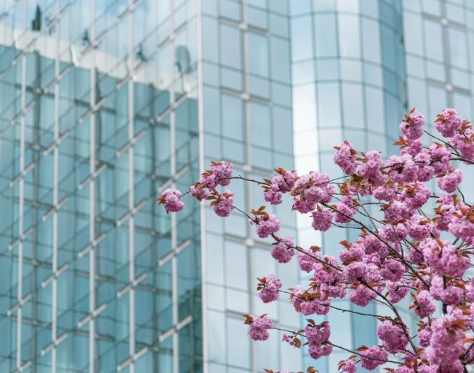 A tree with cherry blossoms stands in front of a tall glass building.