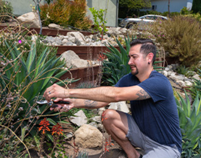 Man pruning a drought-tolerant garden in the front yard of a house.