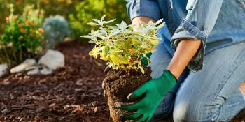 Person planting a small plant in the ground